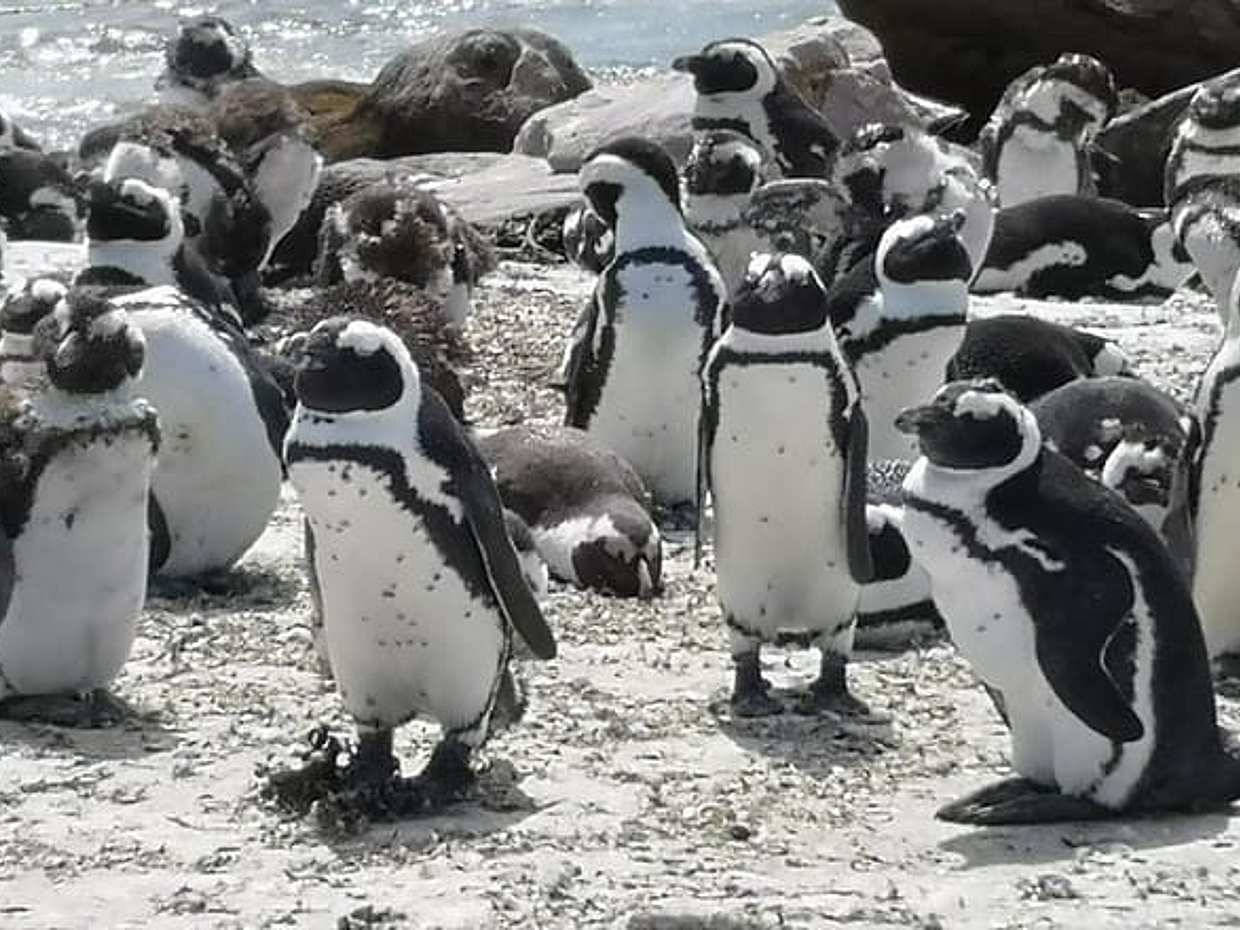 Private Full Day Shore Whale Watching Penguins Wine Tasting Tour from Cape Town in South Africa, photo 4