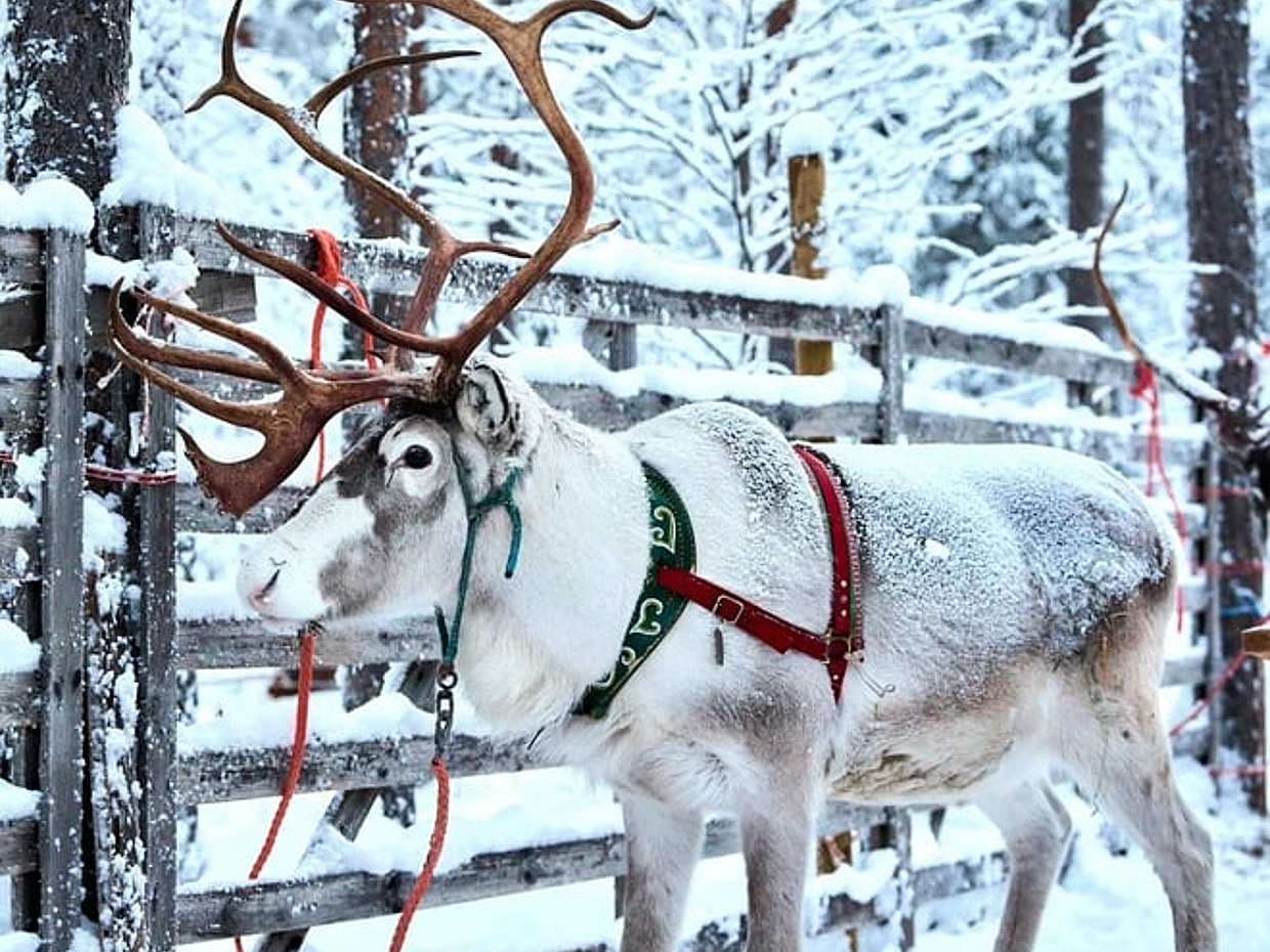 Reindeer farm and reindeer safari express 0,6 km, Levi, photo 5
