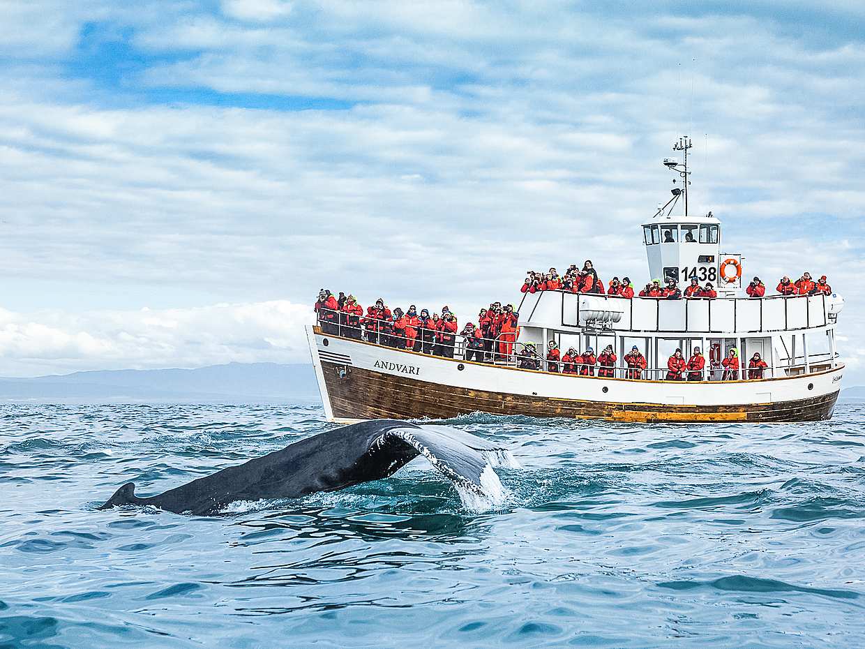 Geräuschlose Walbeobachtung (CO2-neutral) ab Húsavík in Island, Walbeobachtung mit Segelboot in Húsavík
