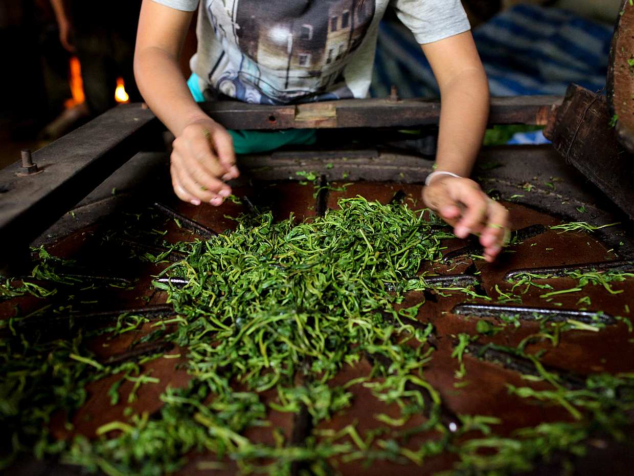 Tour the Amazing Natural Spices and Ceylon Tea Farm in Kandy, Sri Lanka