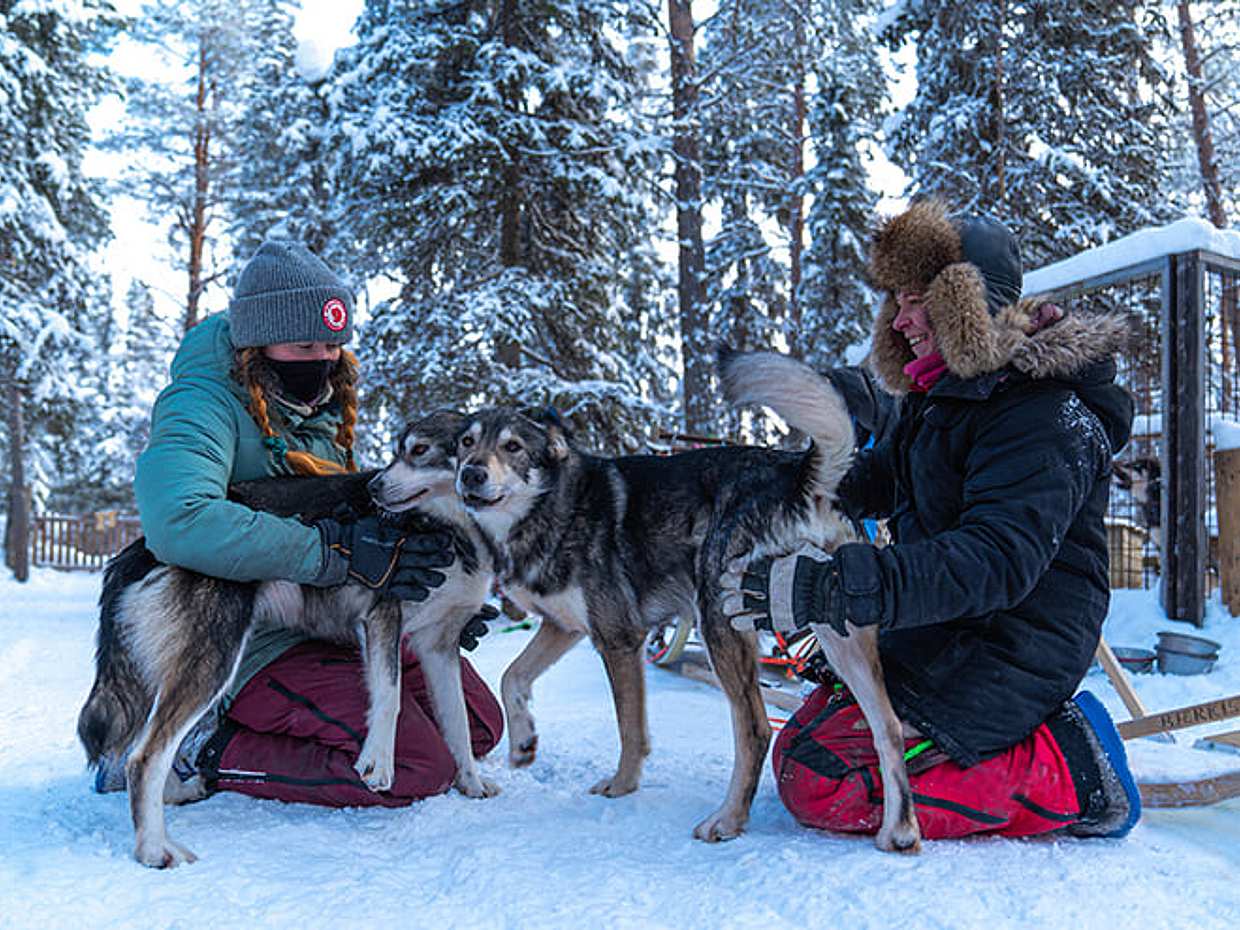 Husky Kennel Visit & Cuddle with Huskies, Levi