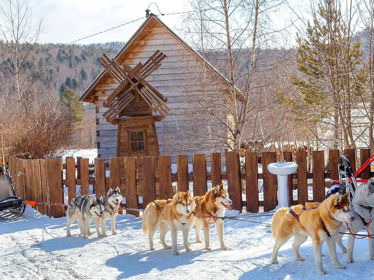 30-minute Husky Safari and Farm Visit in Finland, Pyhäjärvi, photo 3