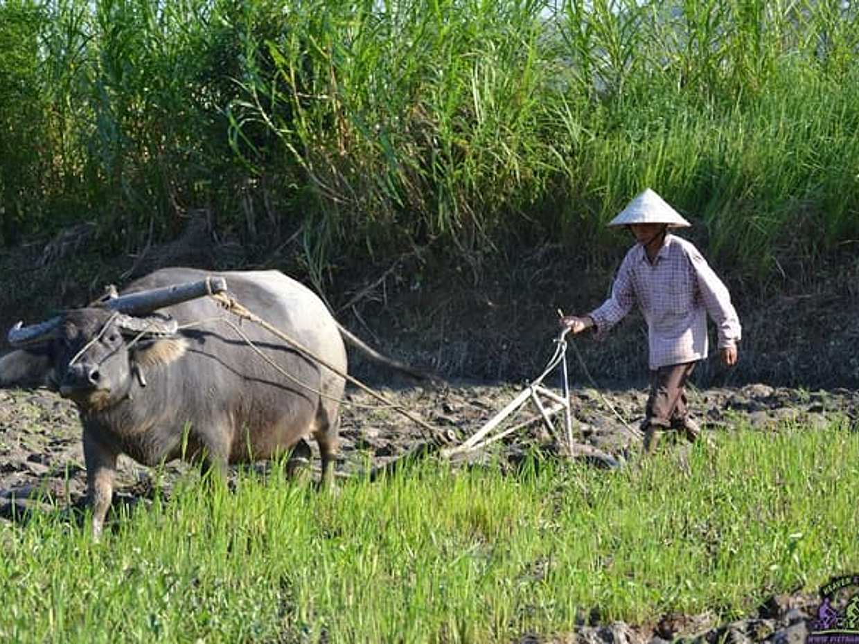 Real Vietnam Bicycle Tour from Hoi An, photo 4