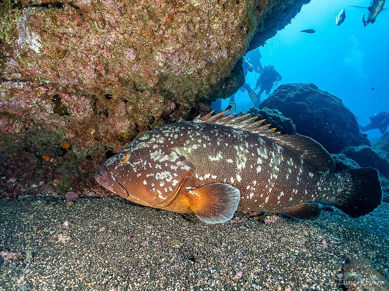 Scuba Dive Madeira, безопасная гавань Атлантики в Португалии.

