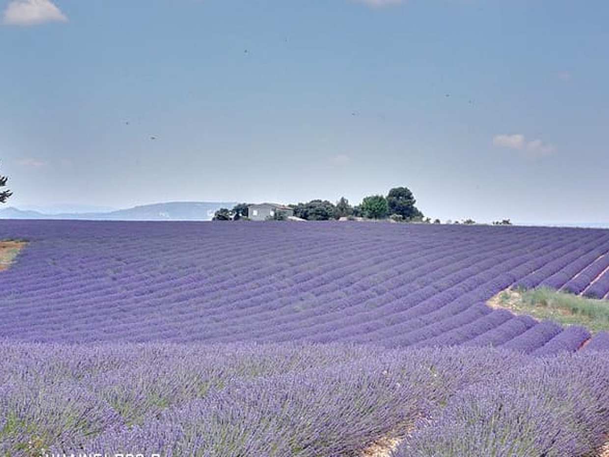 Private Day Trip Valensole Moustiers Ste Marie and Lake Ste Croix from Marseille, photo 3