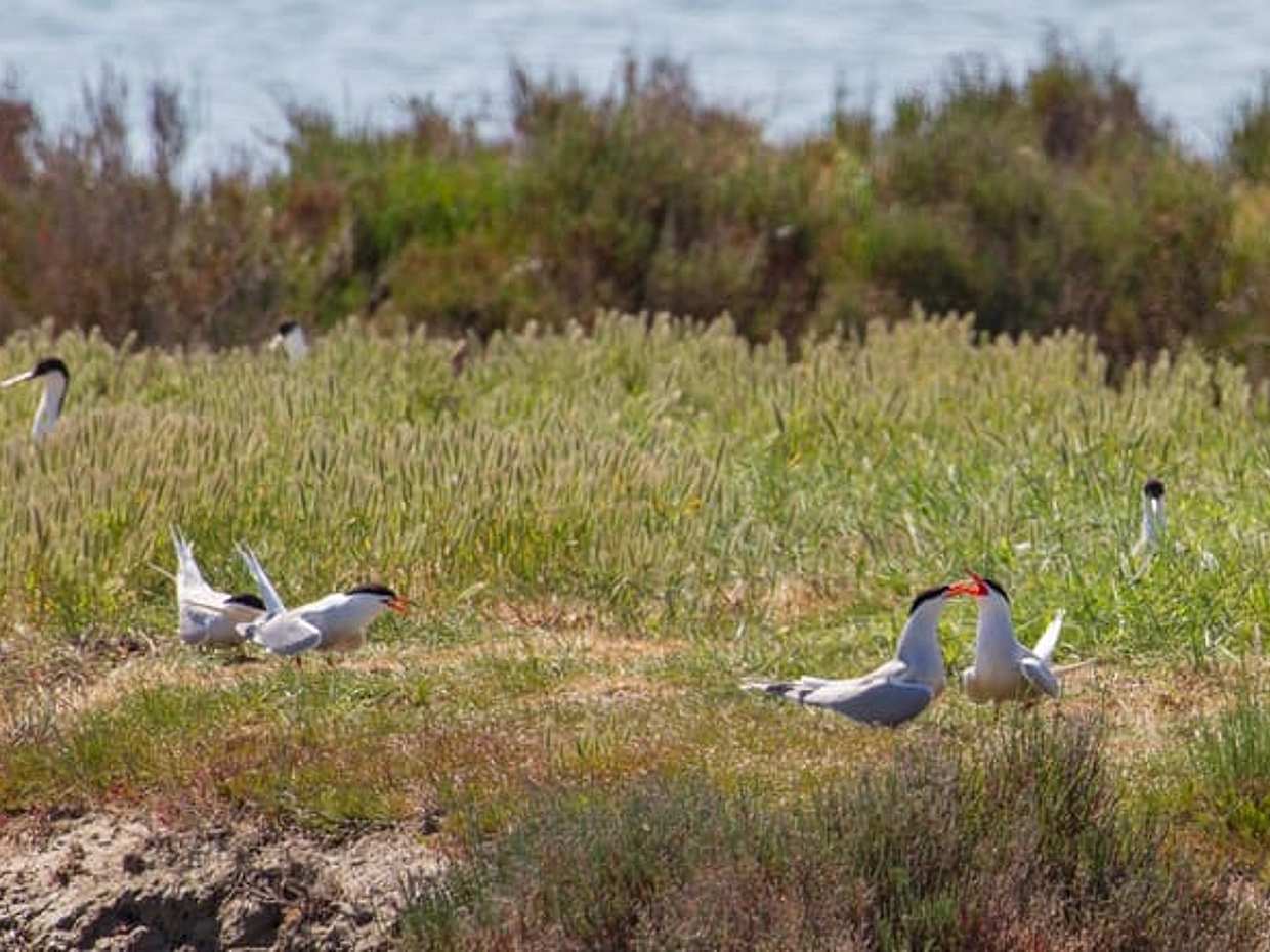 Po Delta Park: guided excursion into protected nature, photo 2