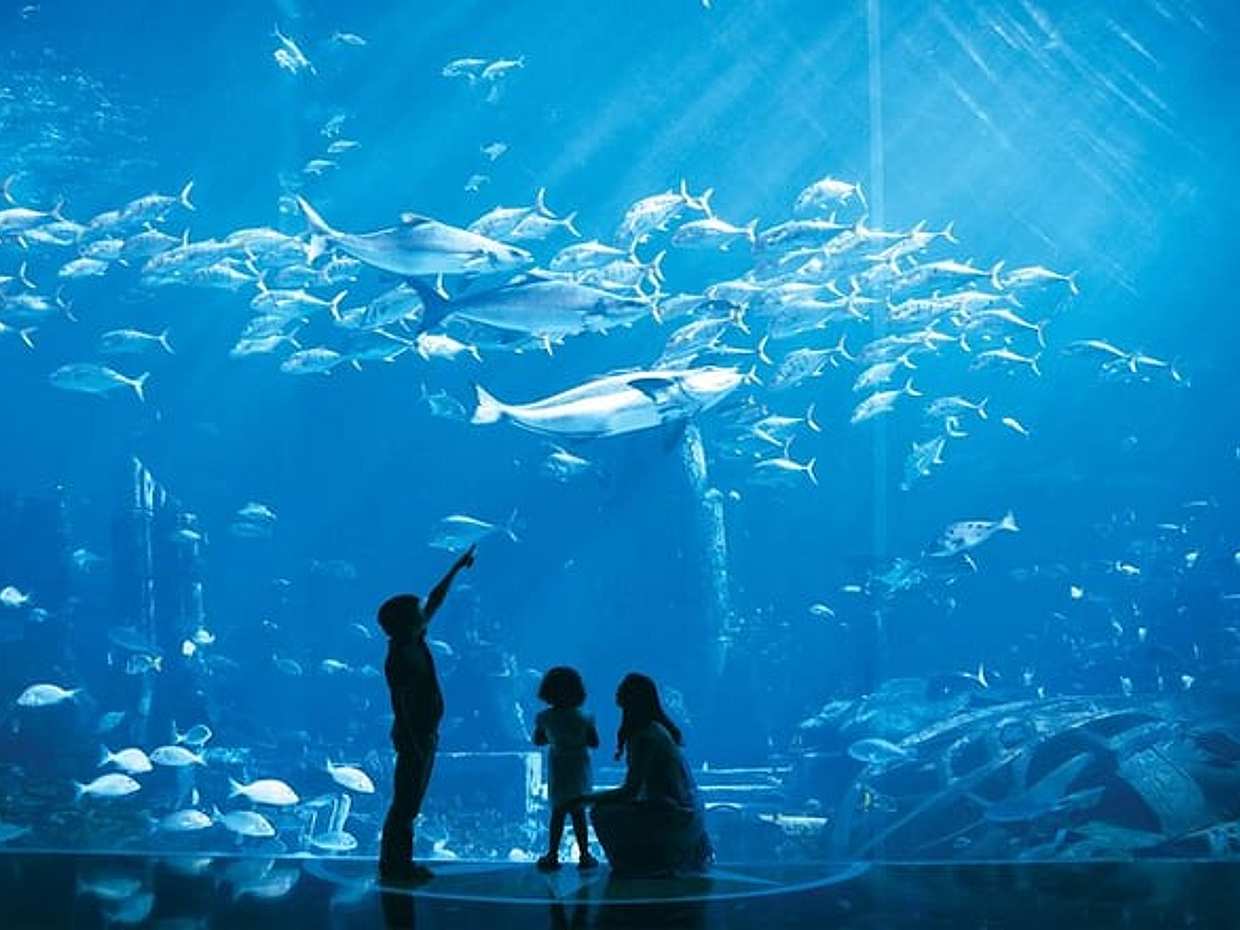 Admission to Lost Chamber Aquarium in United Arab Emirates, Sharjah