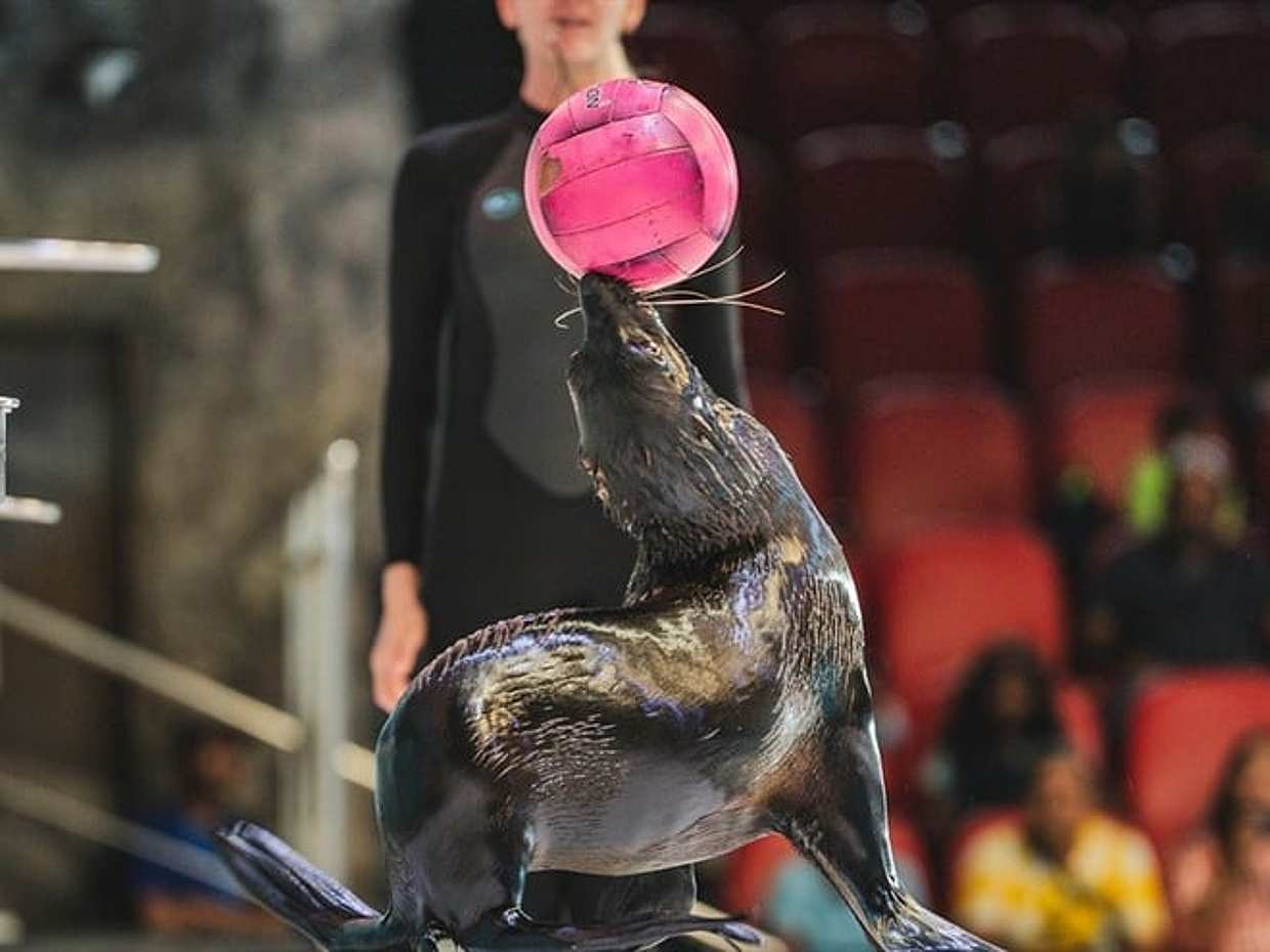 Dubajské delfinárium – vstupenky ve Spojených arabských emirátech, photo 3