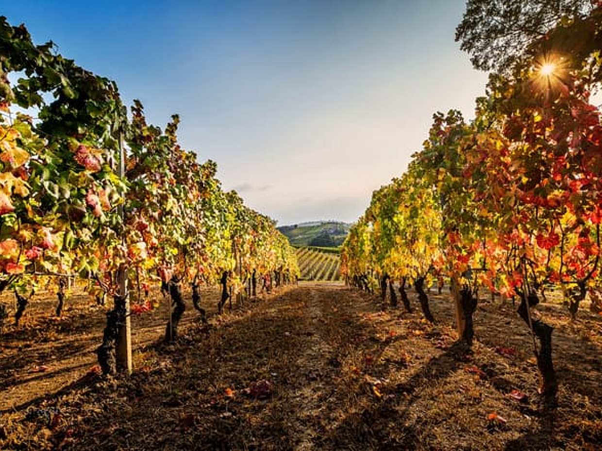 Il Blagueur: A Journey through Barolo's Finest Vintages, photo 4