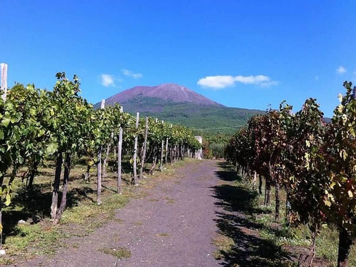 Mount Vesuvius Wine Tour with Lunch from Naples or Sorrento, photo 2