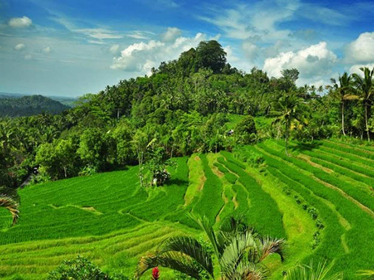 Historical Bali Full-day Tour, Indonesia, photo 3