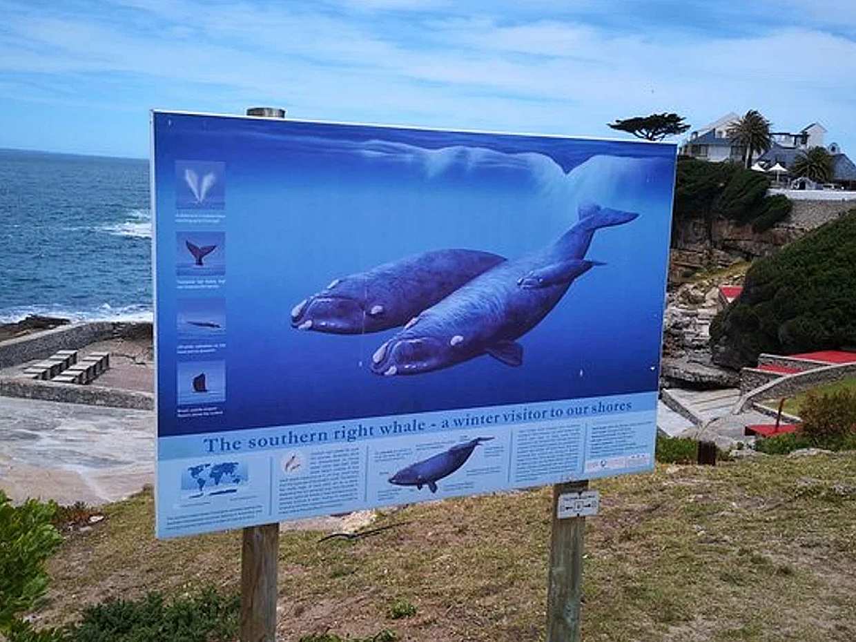 Private Shore Whale Watching Tour to Hermanus from Cape Town in South Africa