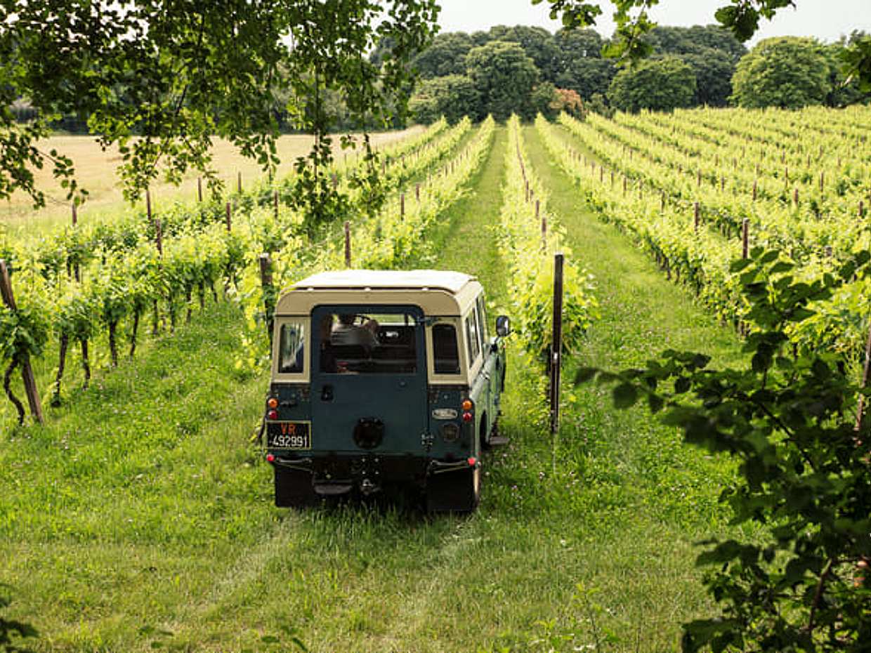 4x4 Vineyard Tour with WineTasting Experience, photo 4