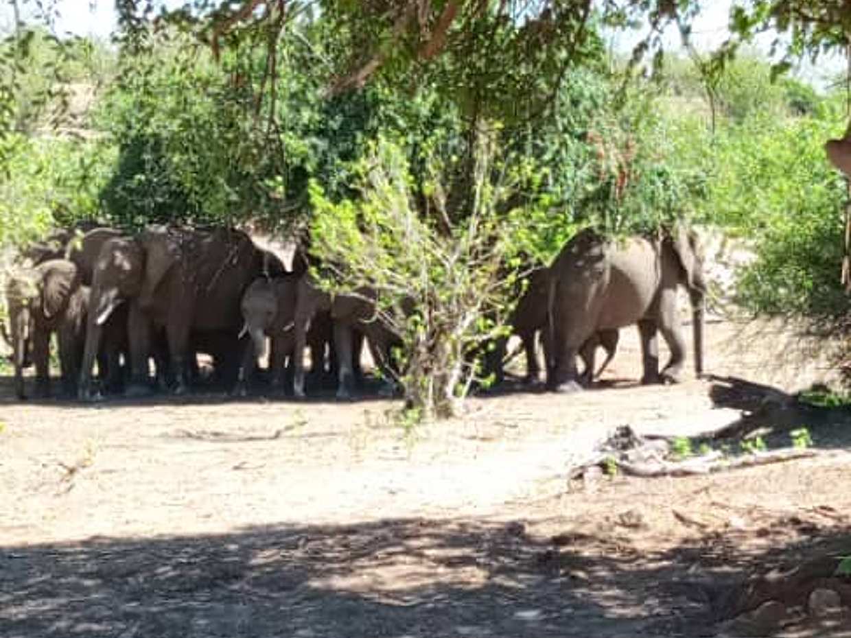 `<p>Game Drive &amp; Rhino Encounter Safari στην Ζάμπια, Λίβινγκστον</p>`, photo 4