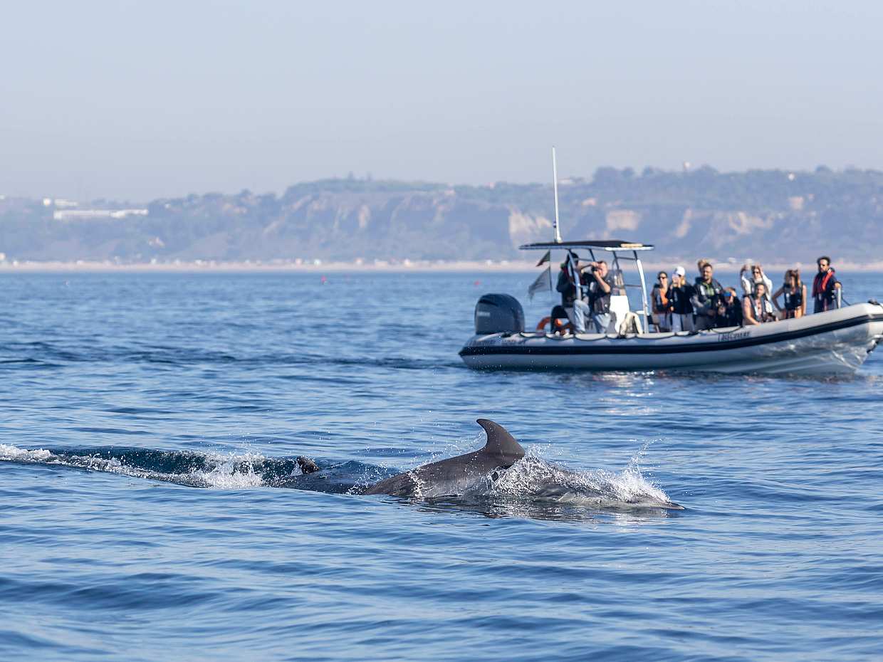 Dolphin Watching Lisbon Boat Tour in Portugal
