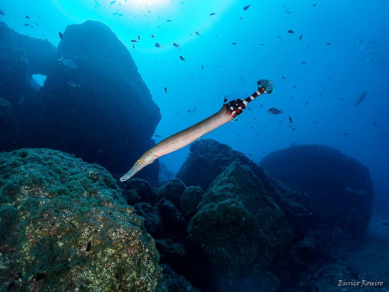 Scuba Dive Madeira, безопасная гавань Атлантики в Португалии.
, photo 3