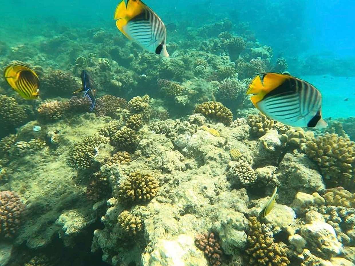 Wadi El Gemal - tour en barco en Egipto, Marsa Alam, photo 5