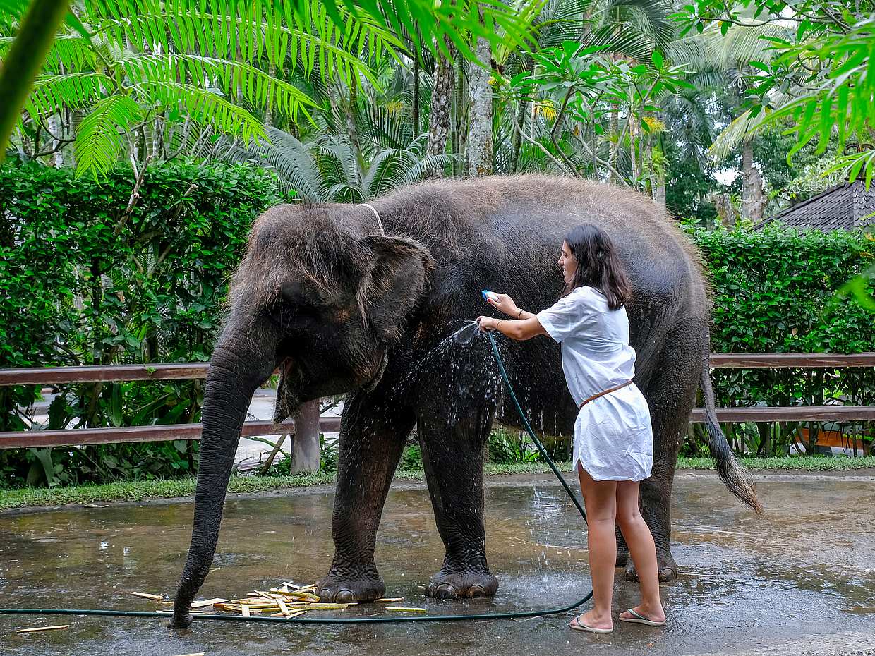 Bali Elephants Safari Park, photo 2