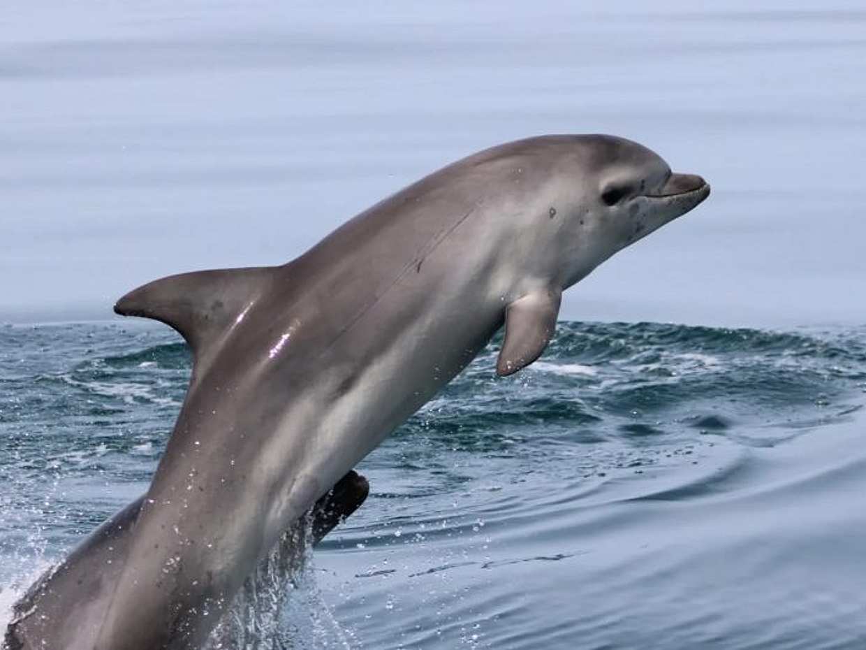 Algarve Dolphin Watching Tour in Faro, Portugal, photo 4
