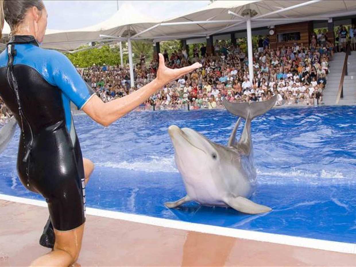 Dolphin Show Experience from Side in Turkey, photo 3