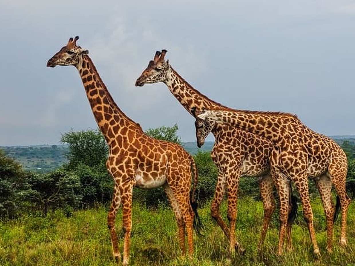 3 Days and 2 Nights Private Maasai Mara Safari in Kenya, Nairobi, photo 5