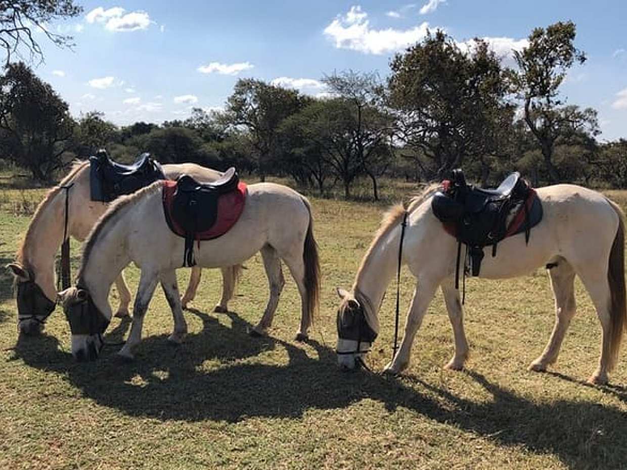 Horseback Safari from Johannesburg, South Africa, photo 4