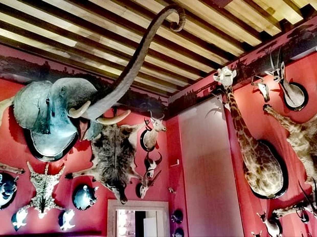 Venice Natural History Museum: Private Tour, photo 2