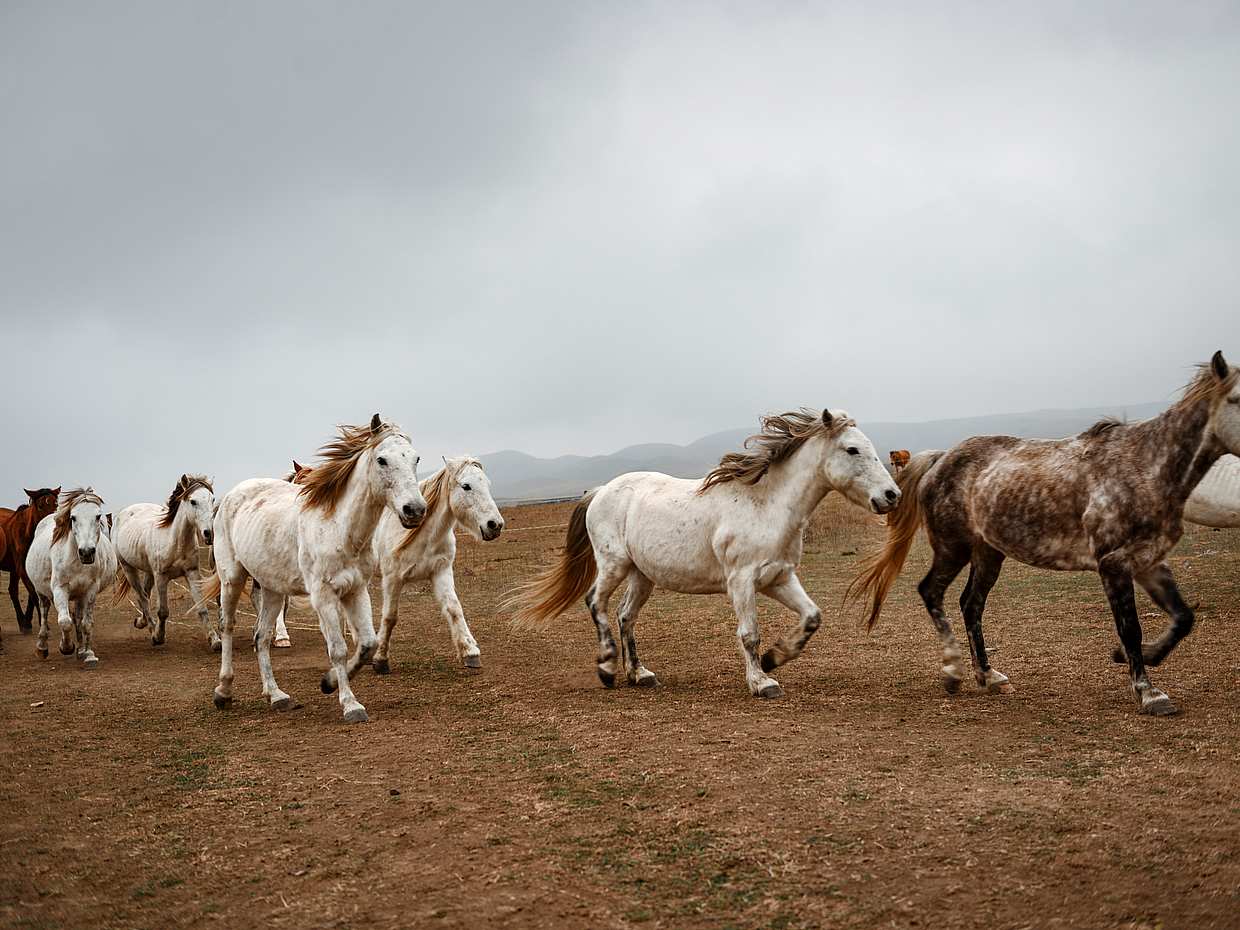 2-day Horse Riding Tour in Vashlovani National Park, photo 3