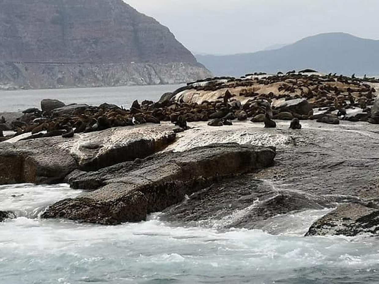 Private Tour: Cape of Good Hope Cape Point Penguins Kirstenbosch, photo 3