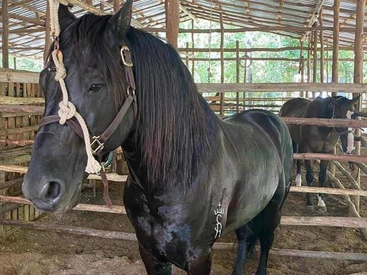 Horseback Riding Ziplines and Cenote Tour with Lunch