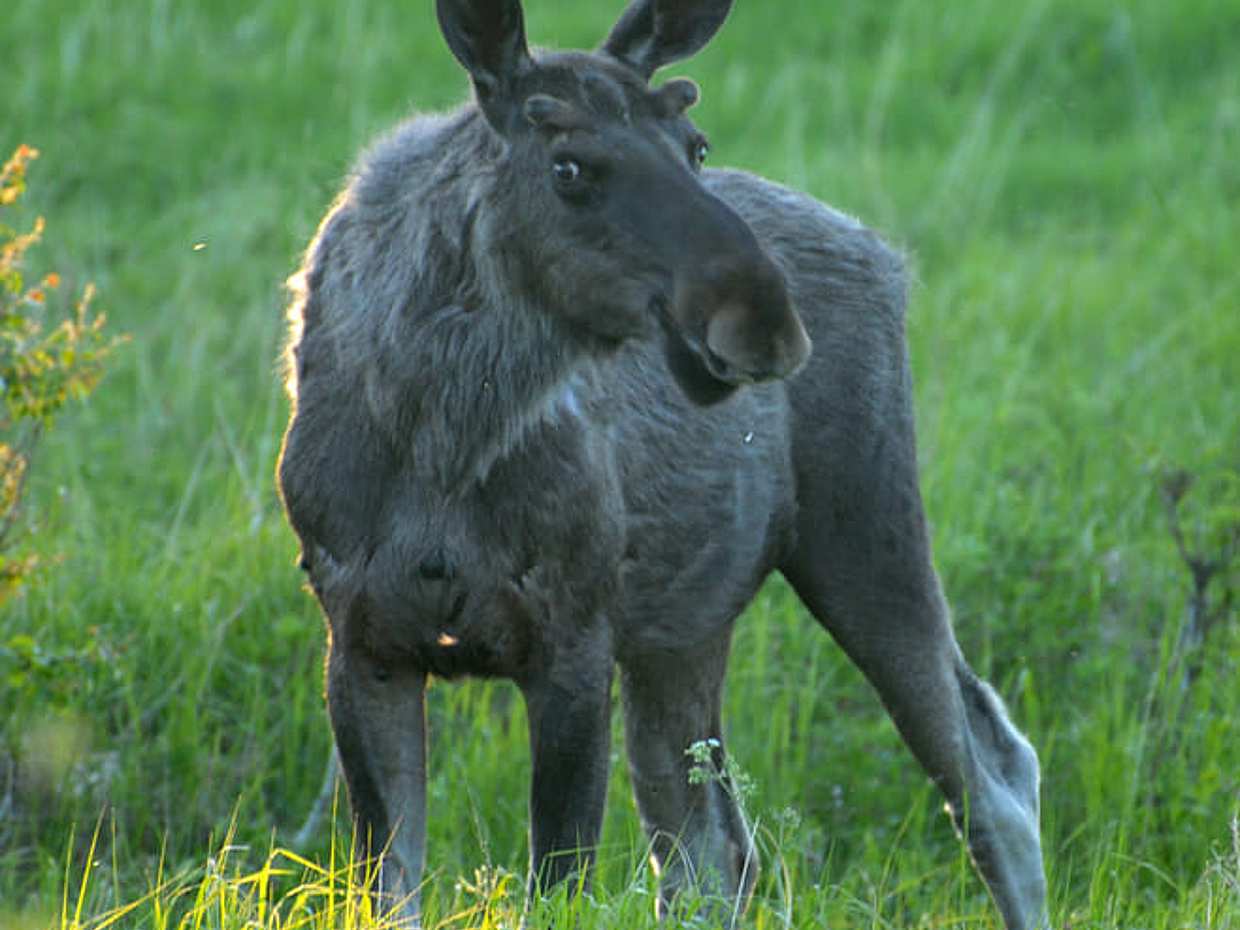 Moose Safari, photo 5