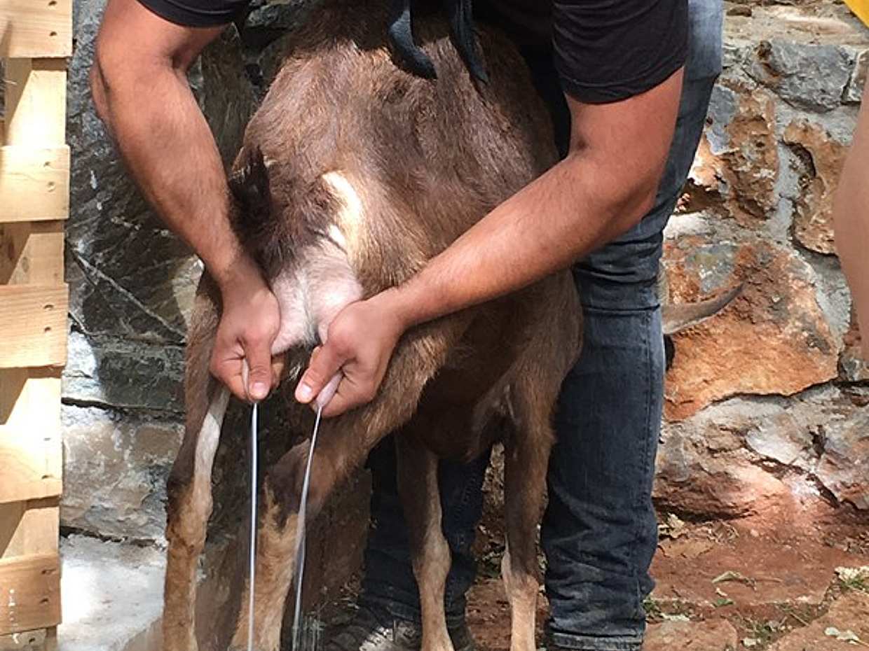 RTH01. Rethymno 4x4 Safari: Tastes & Farm Experience in Greece, photo 2
