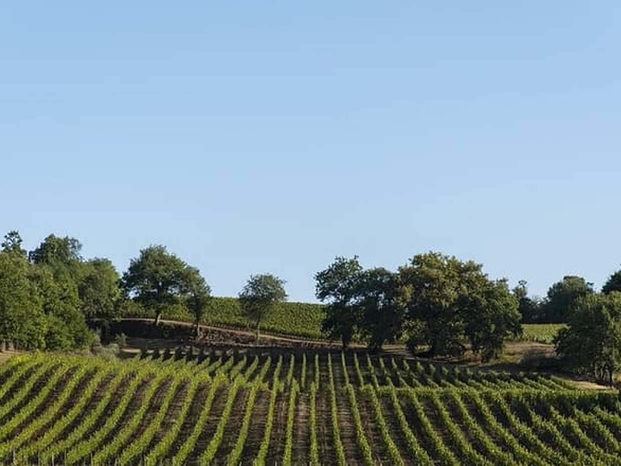 Exclusive Private Tuscan Pinot Noir Experience, Land of Medici Family, photo 5