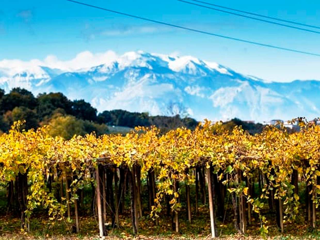 Visit the winery, stroll through the vineyards, taste the Cantine Mucci Wine, photo 4
