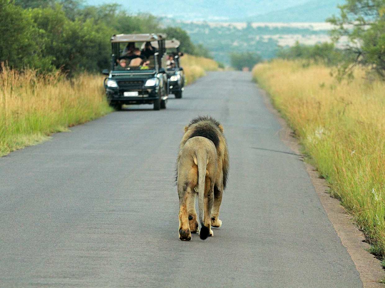 Full-day Pilanesberg Safari Tour in Johannesburg, South Africa, photo 3