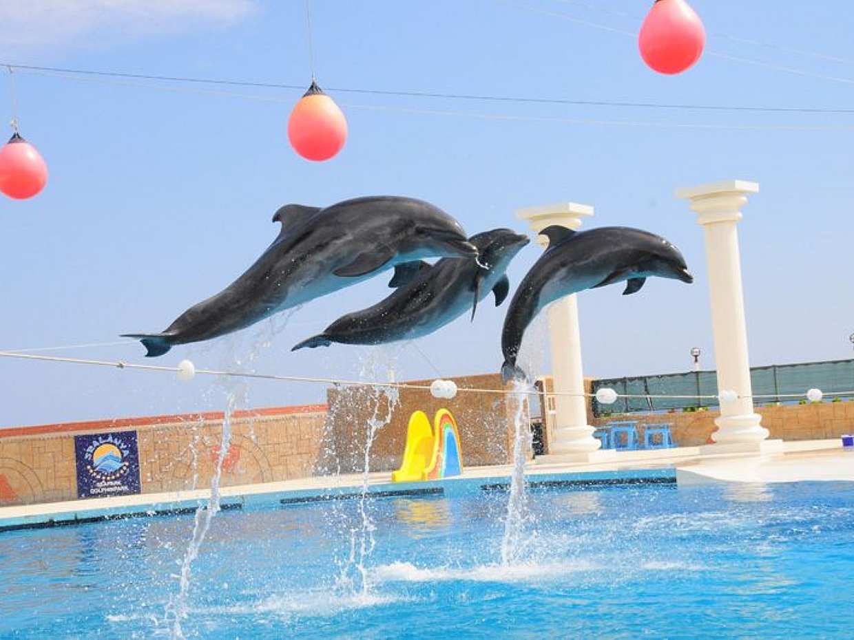 Dolphin Show Experience from Side in Turkey, photo 5