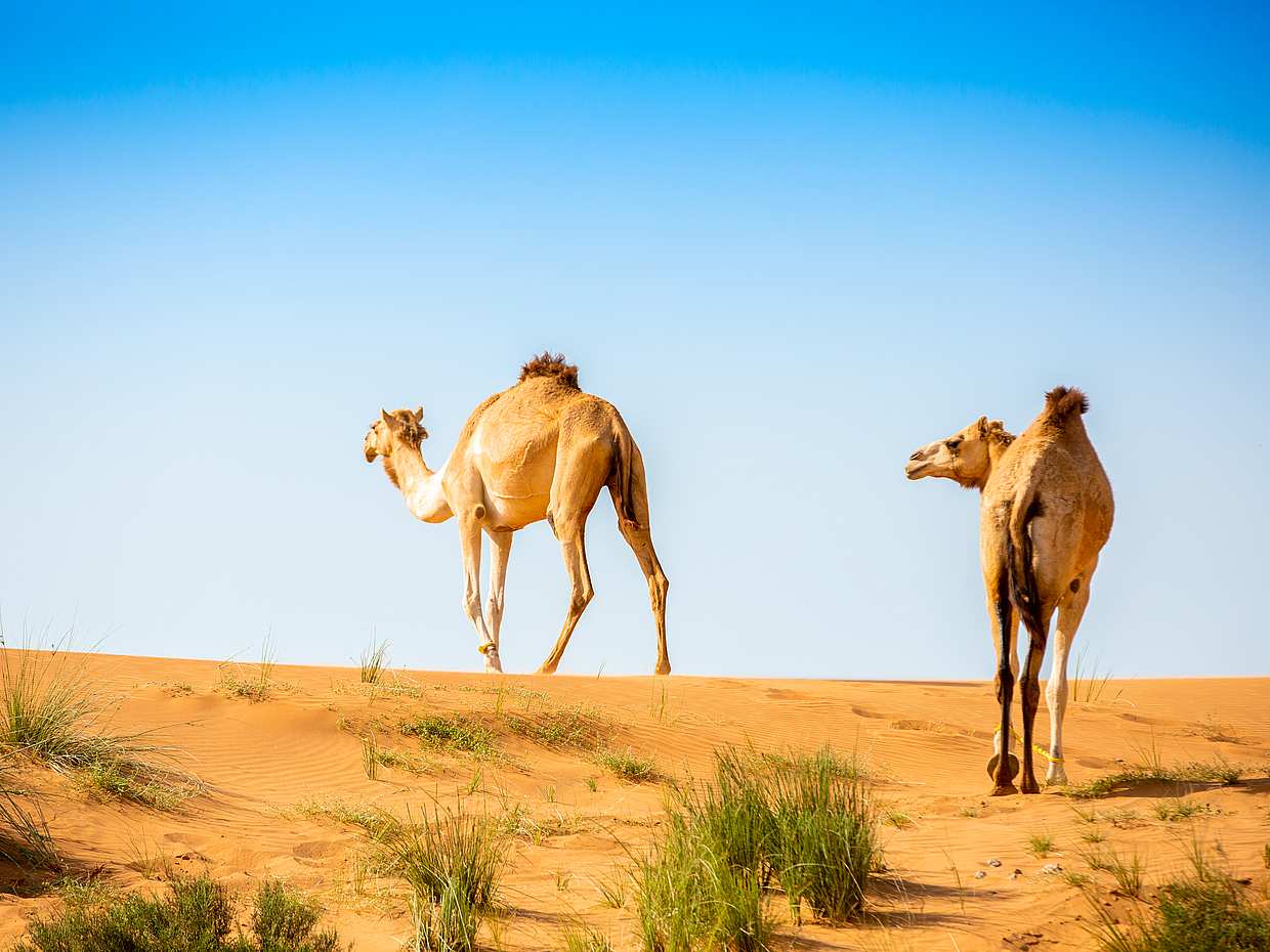 RAK Safari matinal con desayuno y quad desde Fujairah, Emiratos Árabes Unidos, photo 2