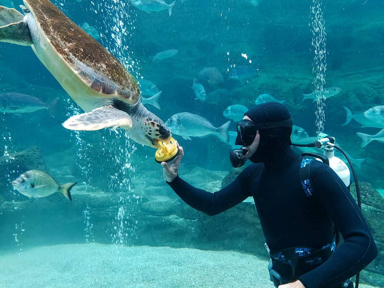 جولة Cretaquarium من هيراكليون - اصطحاب من كوكوني هاني إلى ماليا في اليونان، CretaAquarium Thalassokosmos.
, photo 5