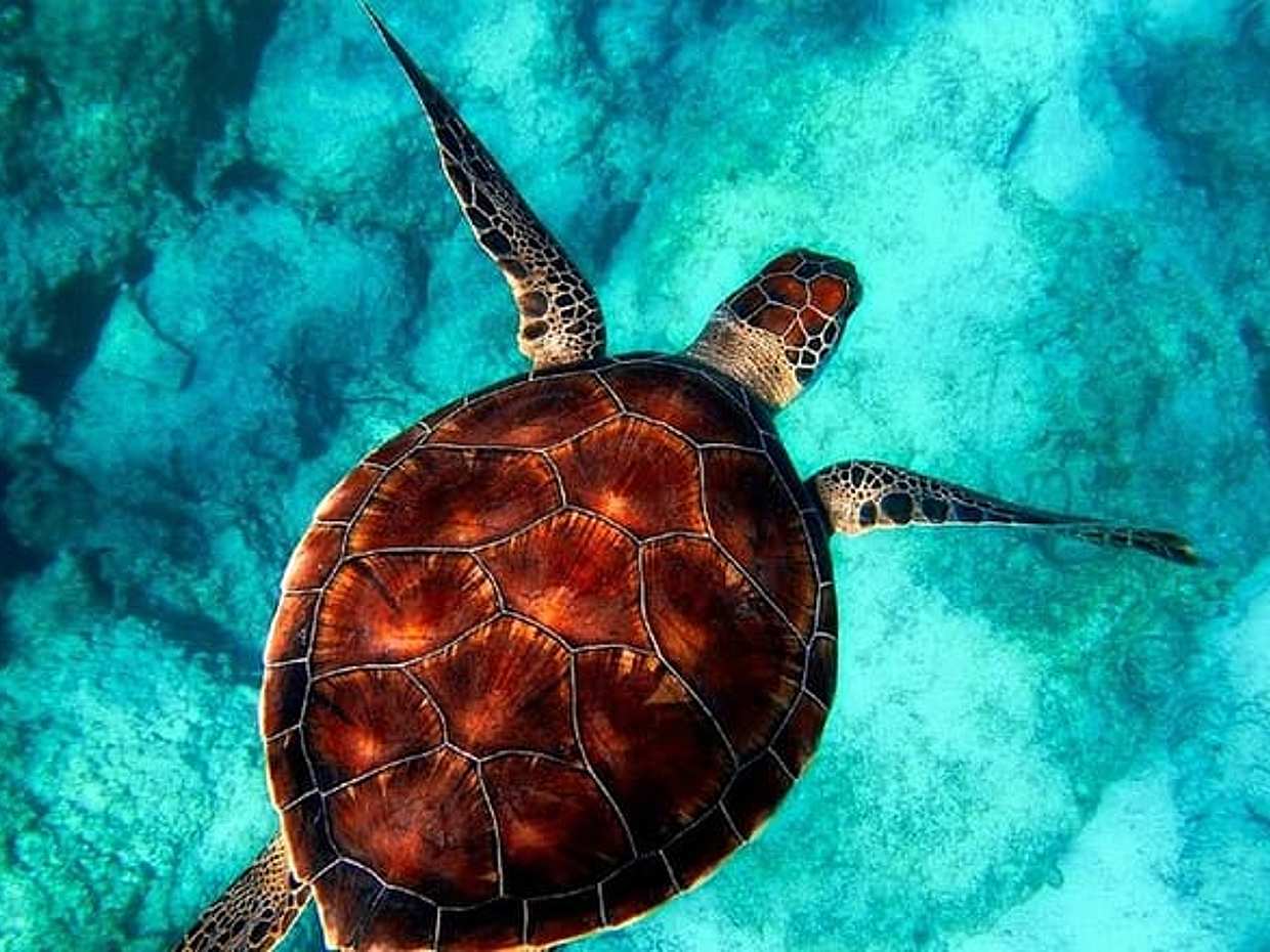 "Viaje de Tortugas Caretta-Caretta en Grecia, Zakynthos", photo 3