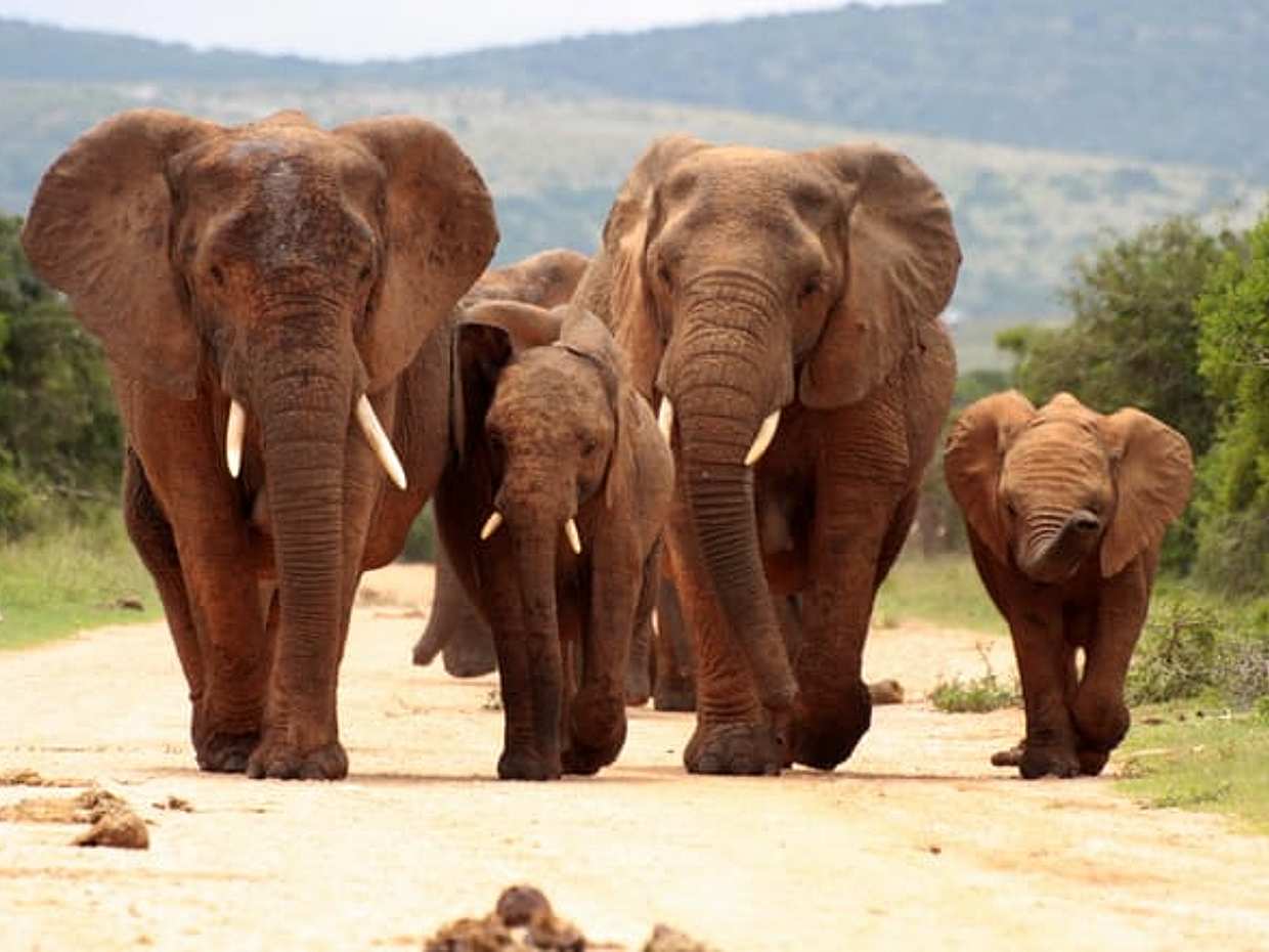 Pilanesberg National Park Safari in Open Vehicle from Johannesburg in South Africa