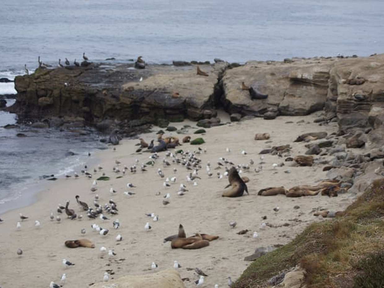 La Jolla: Black Ops, Vereinigte Staaten, photo 4