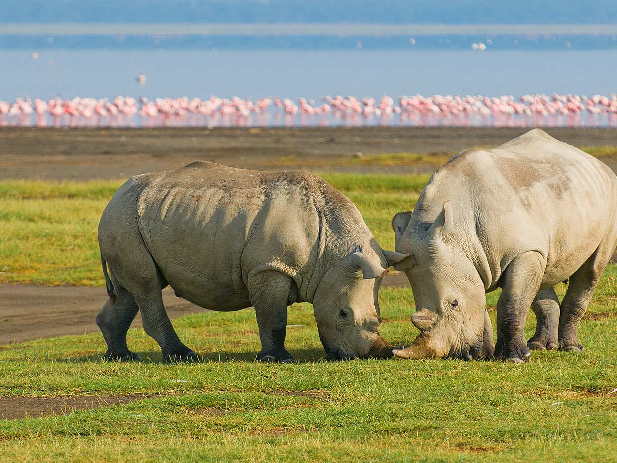 Lake Nakuru Day Trip From Nairobi in Kenya, photo 2
