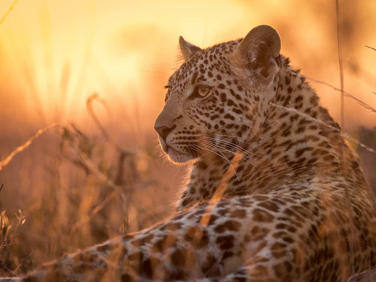 Half-day Afternoon Safari at Aquila Game Reserve in South Africa, Cape Town