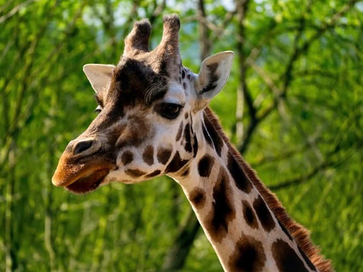 Prague Zoo Online Audio Guide, photo 2