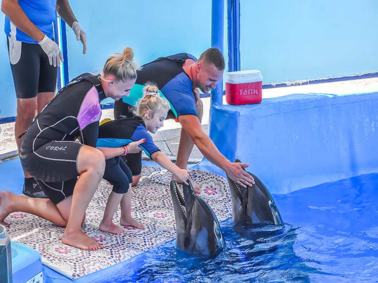 Shore Excursions: Dolphin Show, Photo session and Semi Submarine