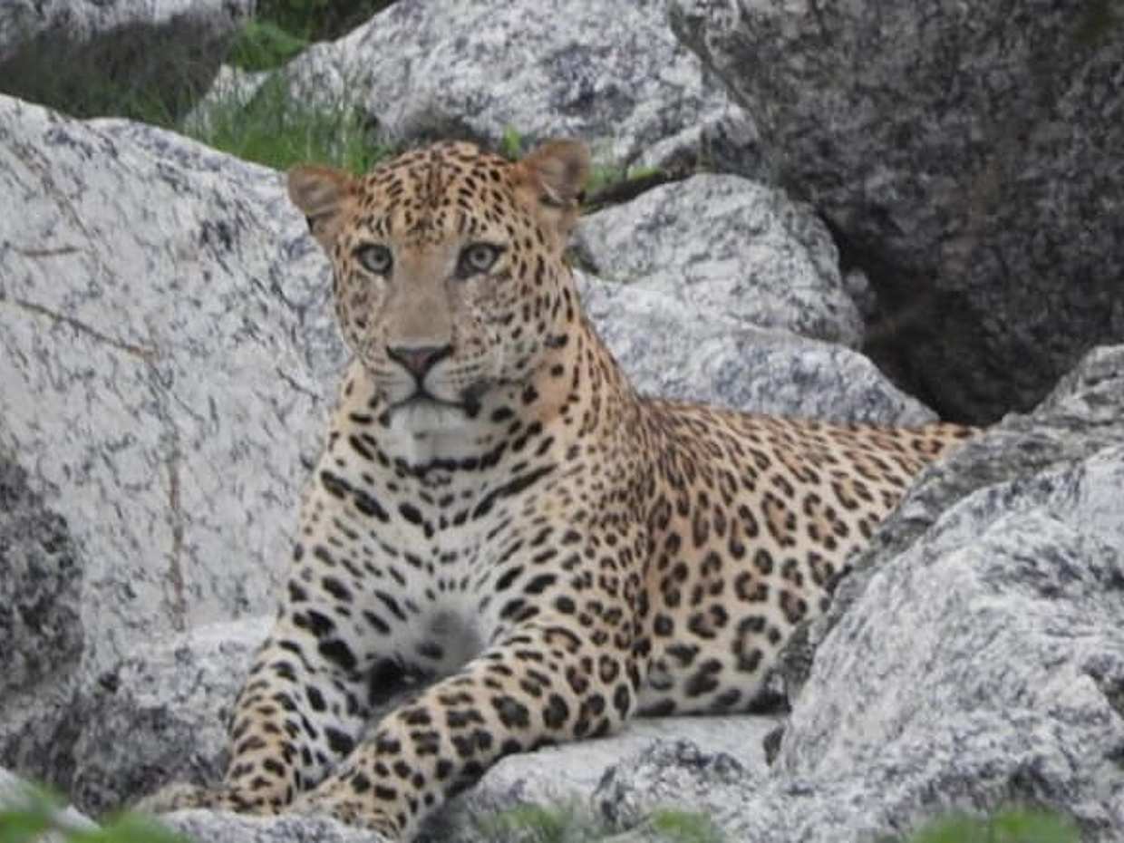 Jawai Leopard Safari & Ranakpur: Private Jodhpur Round Trip