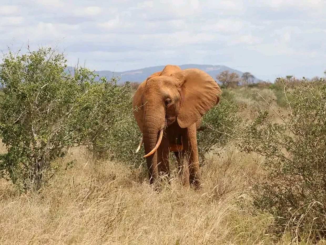 1-Day Tsavo National Park Safari from Diani in Kenya, Diani Beach, photo 4