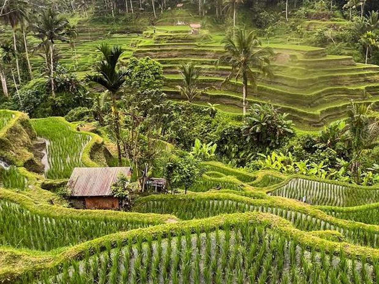 Ubud Highlight Tour, photo 3
