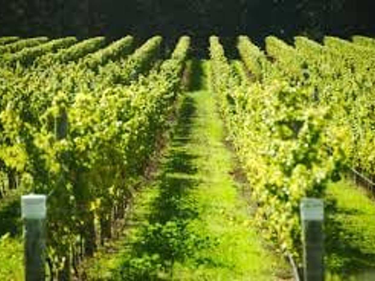 Wine tasting tour on the slopes of Vesuvius, photo 4