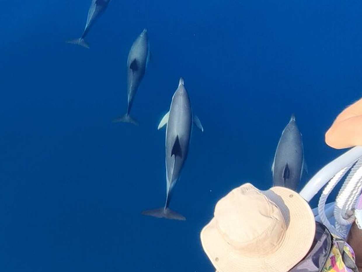 Guided Dolphin Watching in the Arrábida Natural Park in Portugal, Sesimbra, photo 5